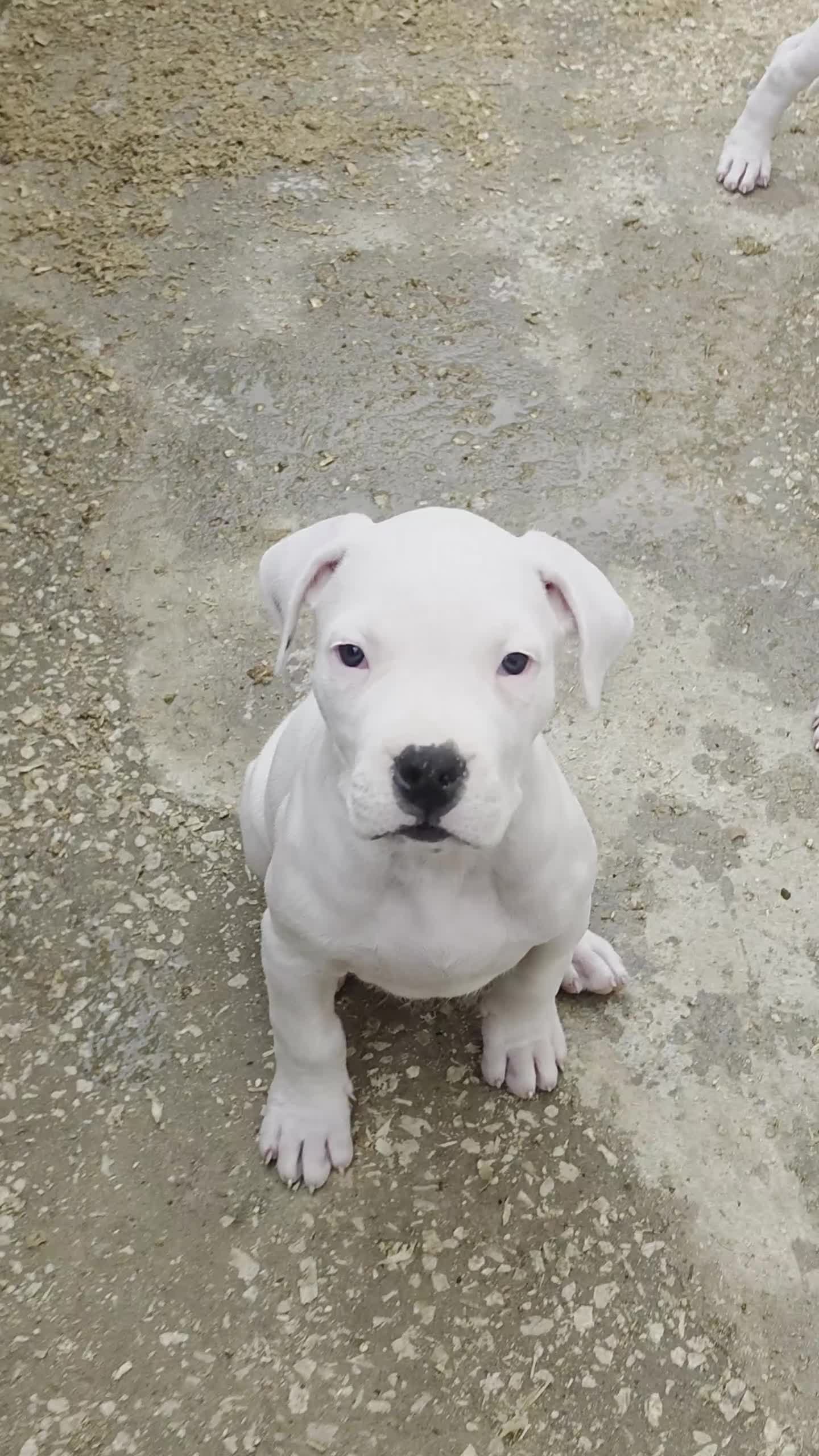 Dogo Argentino cani in vendita: Cuccioli di dogo argentino - Video 2