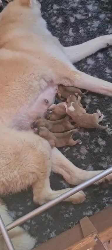 Akita Inu cani in vendita: ULTIMA CUCCIOLA DISPONIBILE DI AKITA INU LOMBARDIA - Video 3