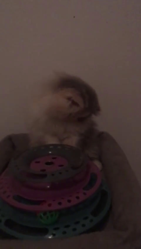 Persiano gatti in vendita: Nia cucciola persiana pedigree Anfi - Video 1