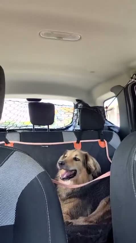 Meticcio cani in regalo: Milou, uno splendido simil lupetto  - Video 1