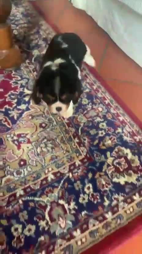 Cavalier King cani in vendita: Cuccioli di Cavalier King Charles Spaniel - Video 2