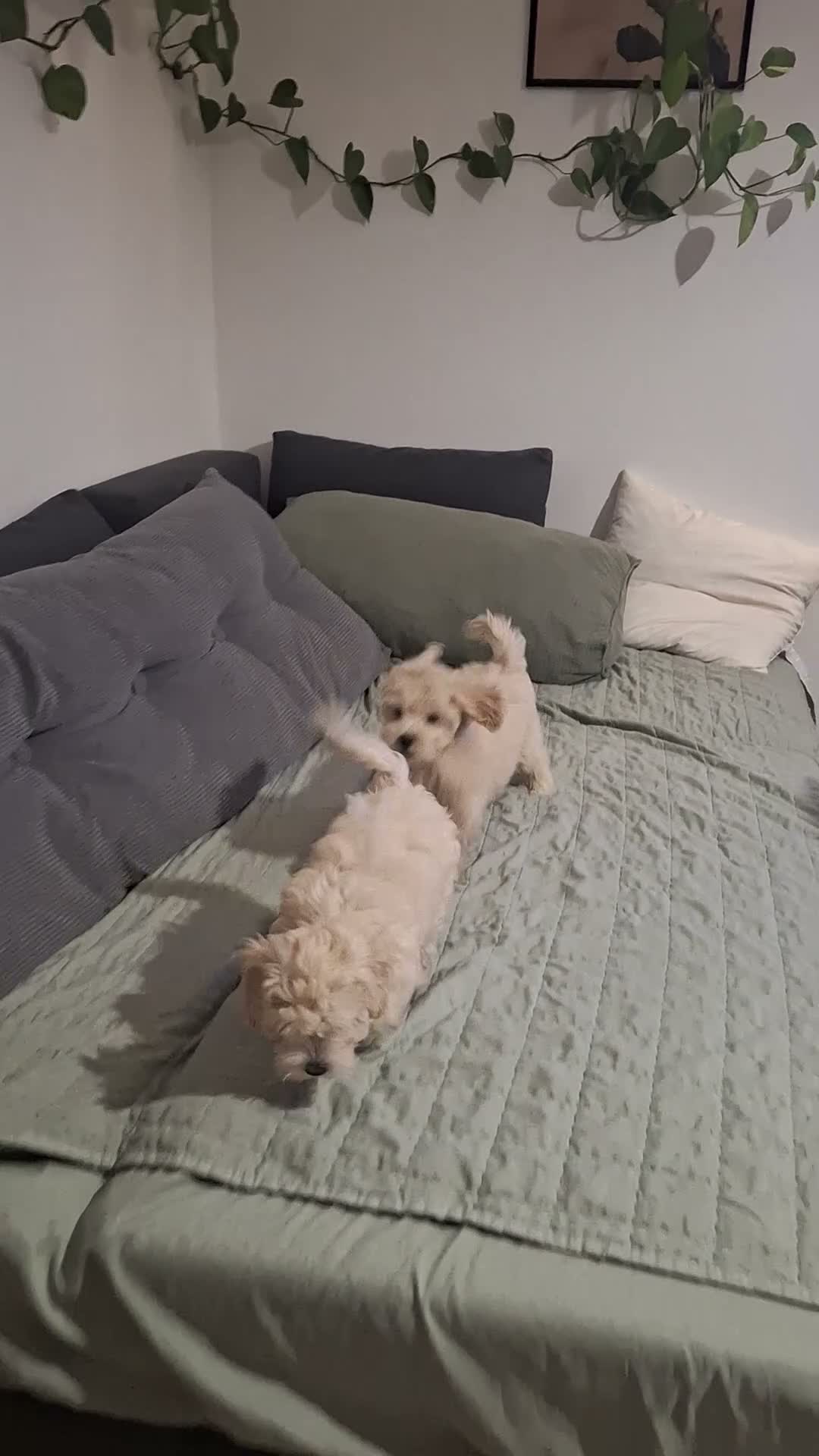 Maltipoo cani in vendita: Cucciola Maltipoo a Provincia di Parma - Video 1