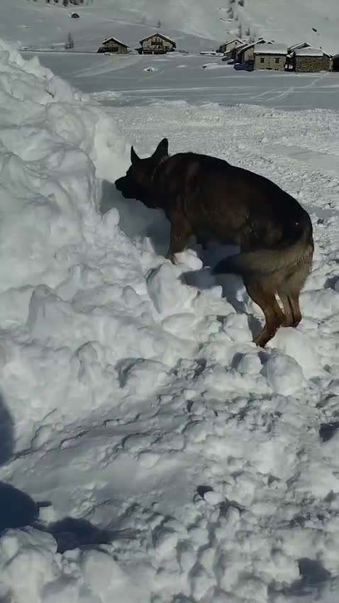 Pastore Tedesco cani per accoppiamento: Pastore Tedesco (Grigione) disponibile per monta  - Video 1