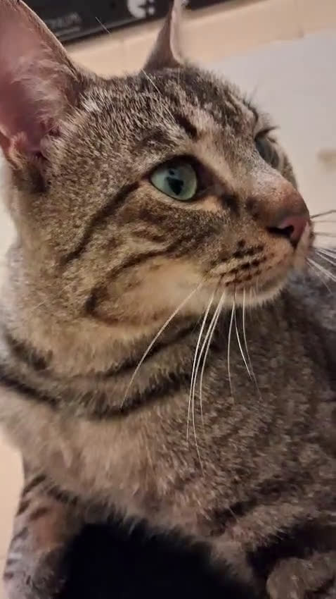 Europeo gatti in regalo: ROSMARINO - Video 1