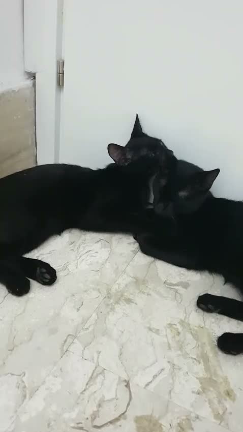 Meticcio gatti in regalo: Lee &  Gai  - Video 1