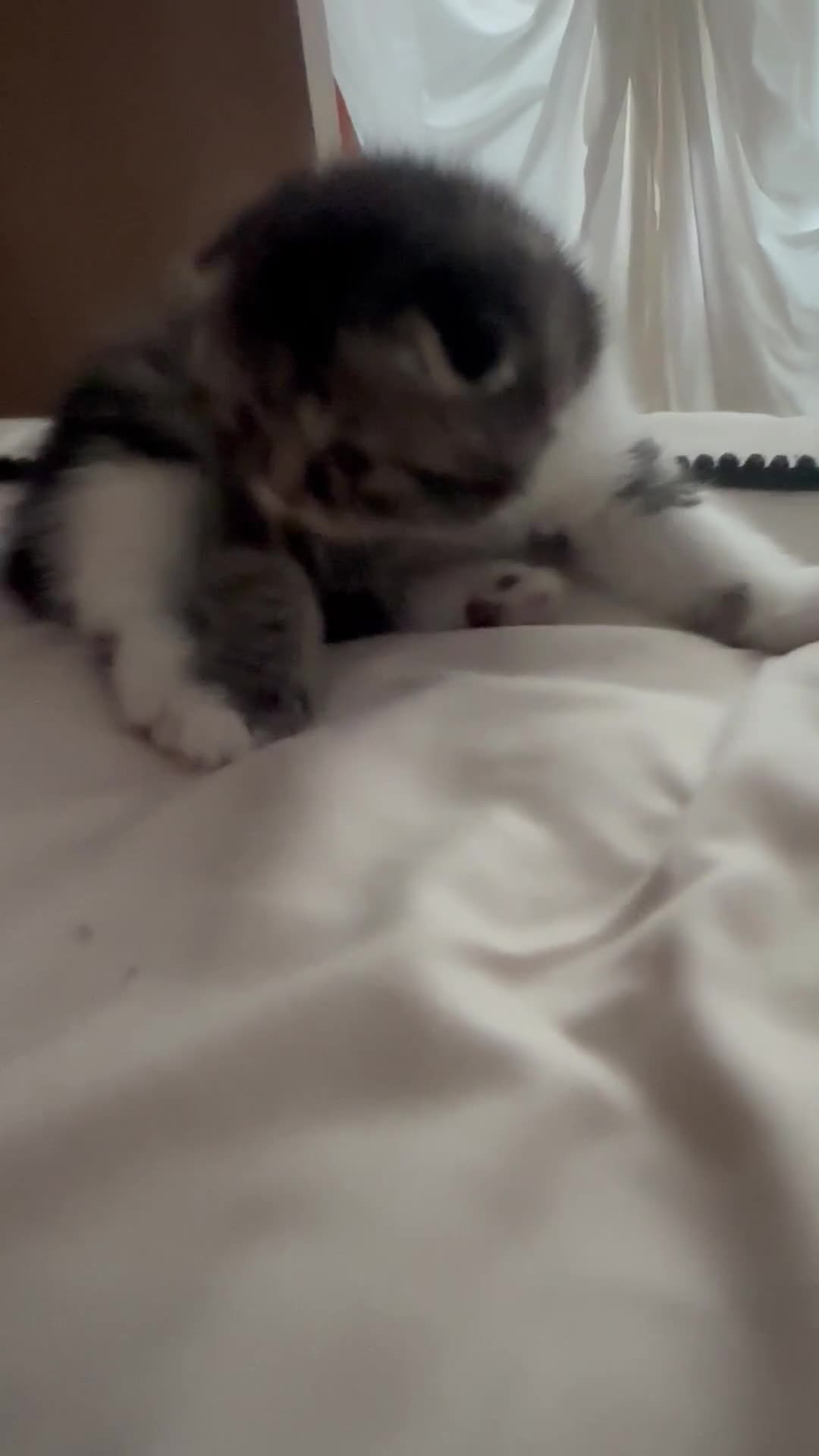 Scottish gatti in vendita: Cucciola Scottish fold - Video 1