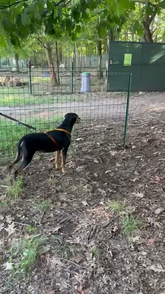Meticcio cani in regalo: Skylar, stupenda simil segugia - Video 3