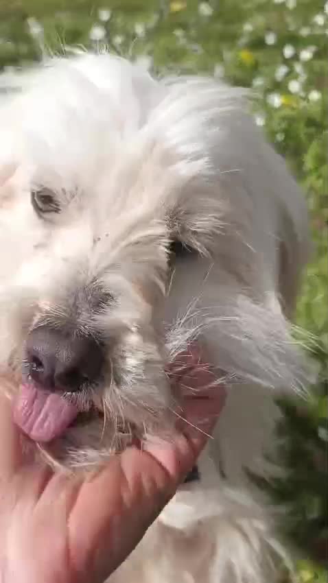 Maltese cani in regalo: Diego, un adorabile maltese - Video 2
