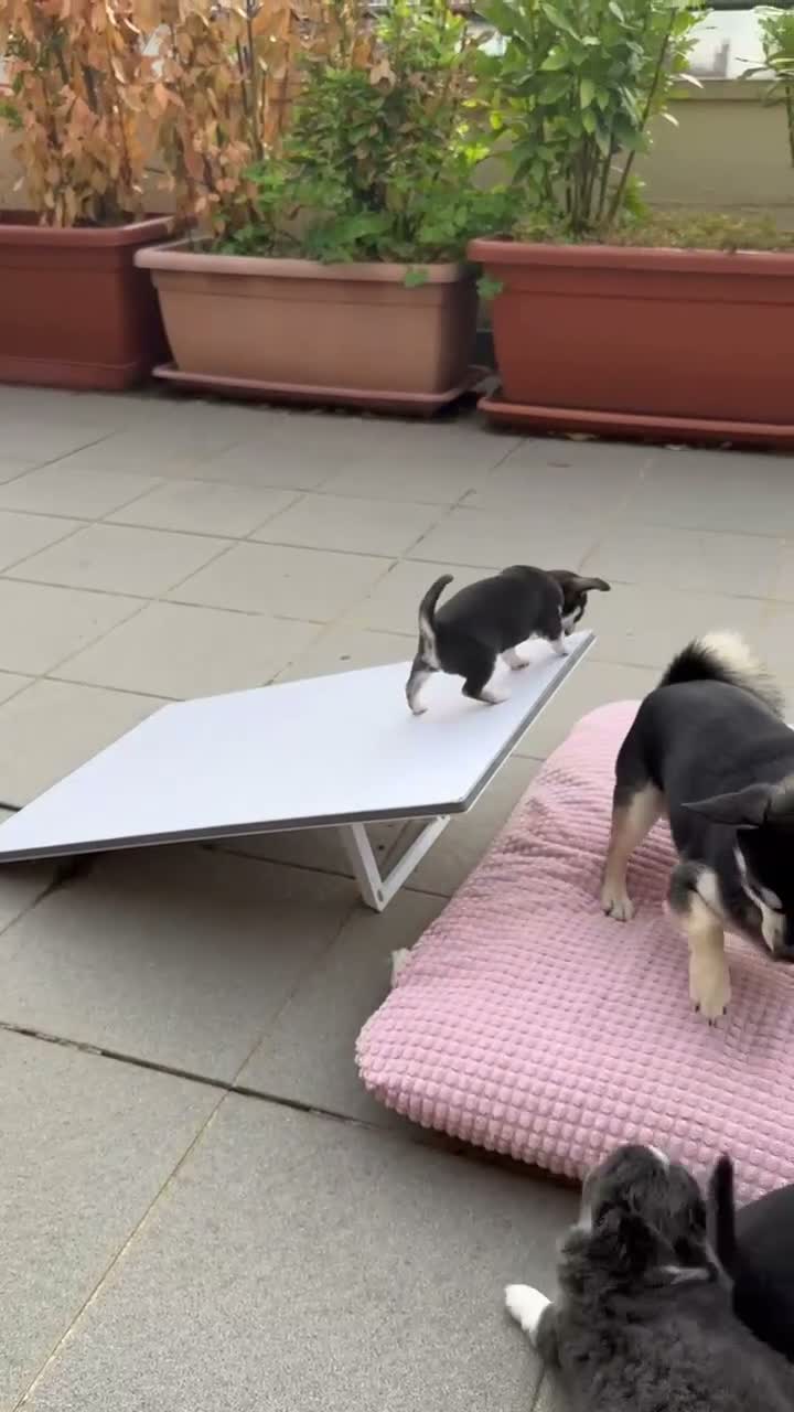 Chihuahua cani in vendita: Cucciola Chihuahua femmina – dolcissima – a Città Metropolitana di Firenze - Video 1