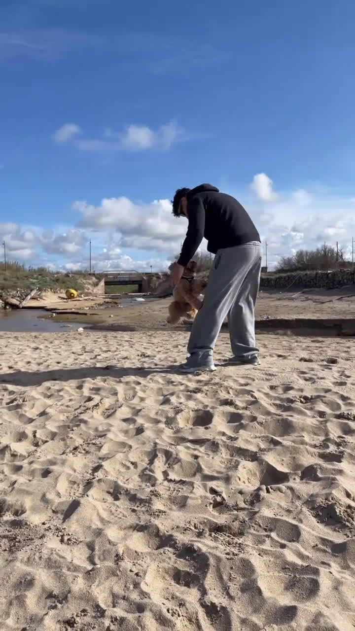 Barboncino cani per accoppiamento: Barboncino taglia medio piccola bello e peloso  - Video 1