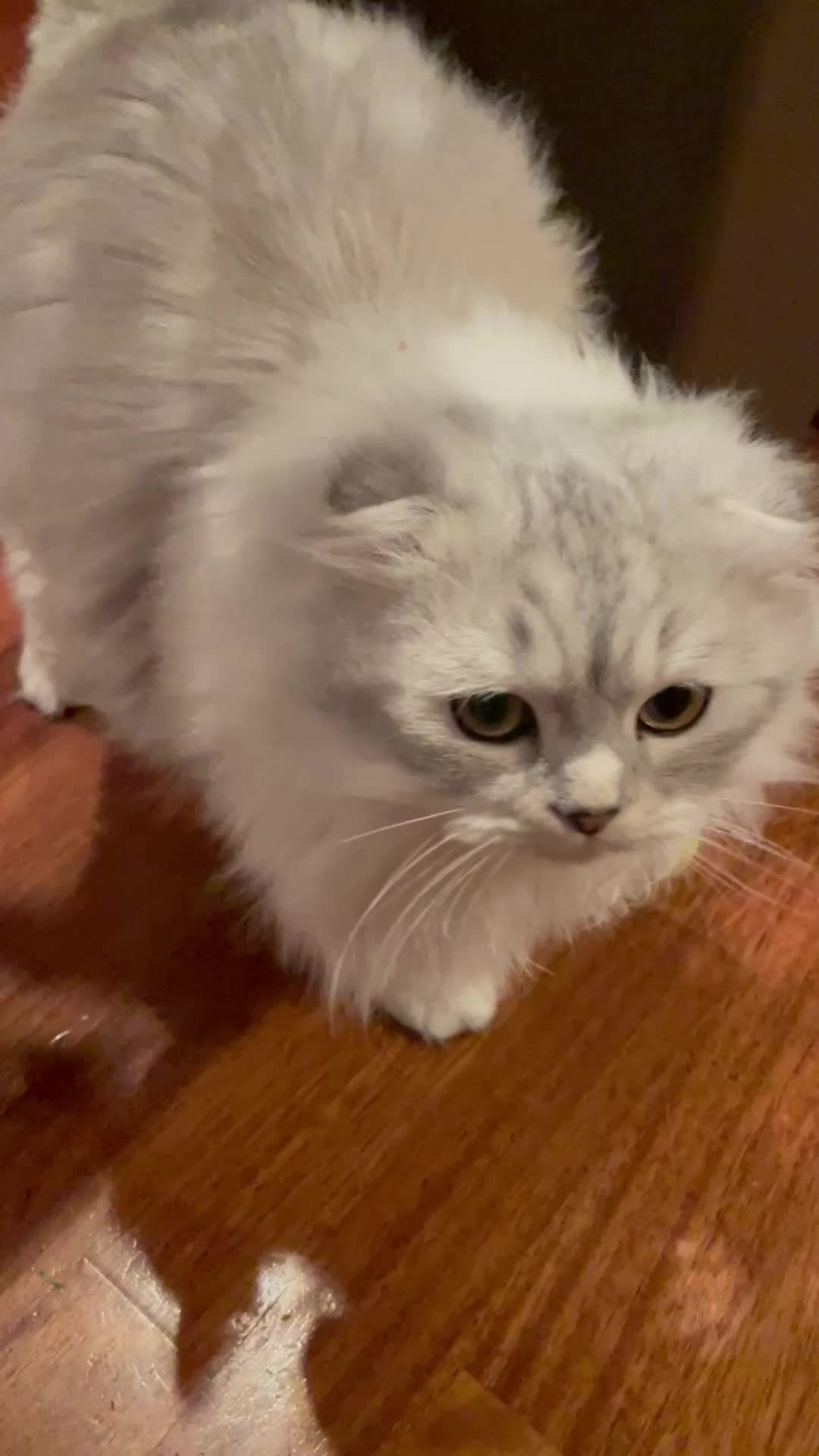 Scottish gatti in vendita: Scottish Long Hair a Provincia di Verona - Video 1