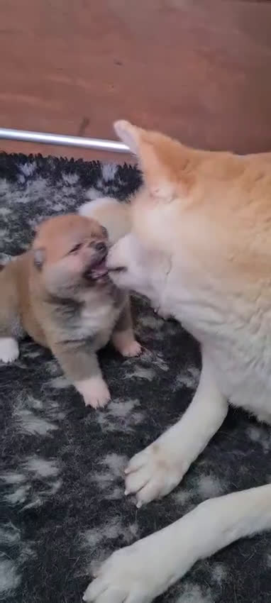 Akita Inu cani in vendita: Cuccioli di AKITA LOMBARDIA Como e Monza  - Video 4