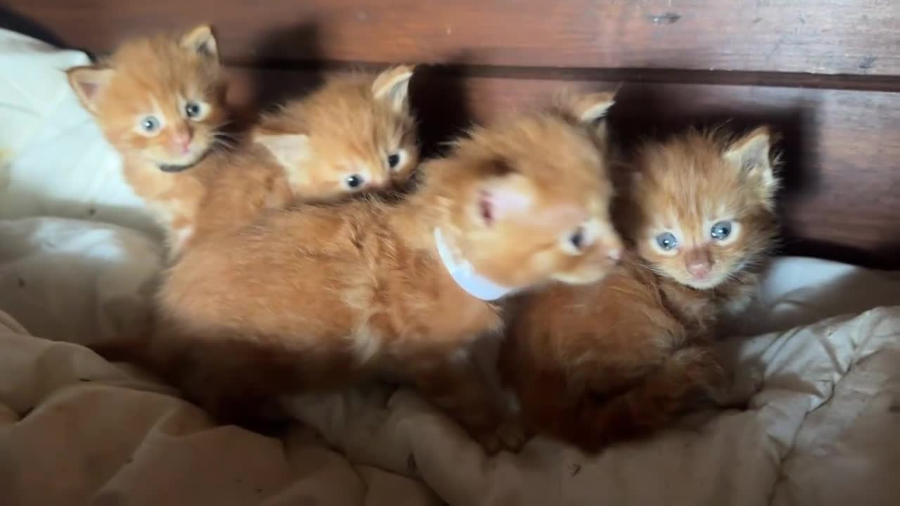 Maine Coon gatti in vendita: Cuccioli rossi di maine coon {AustinXBastet} - Video 2