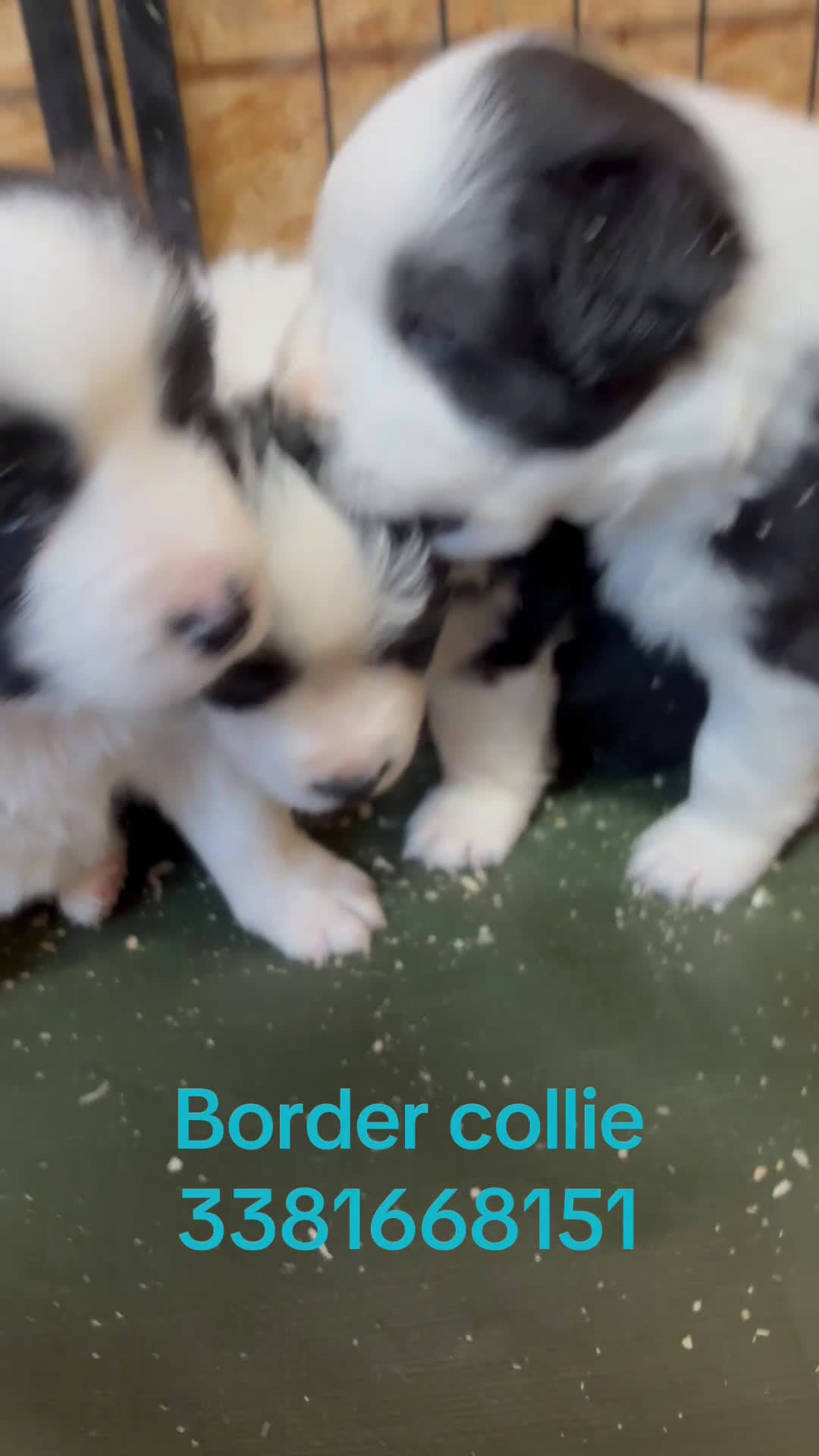 Border Collie cani in vendita: Border collie allevamento BELVERDE  - Video 1