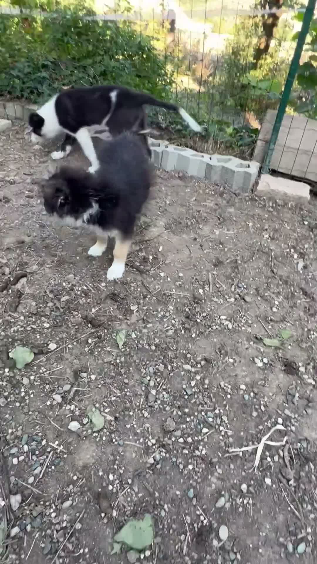 Australian Shepherd cani in vendita: Cucciolo pastore aistraliano - Video 1