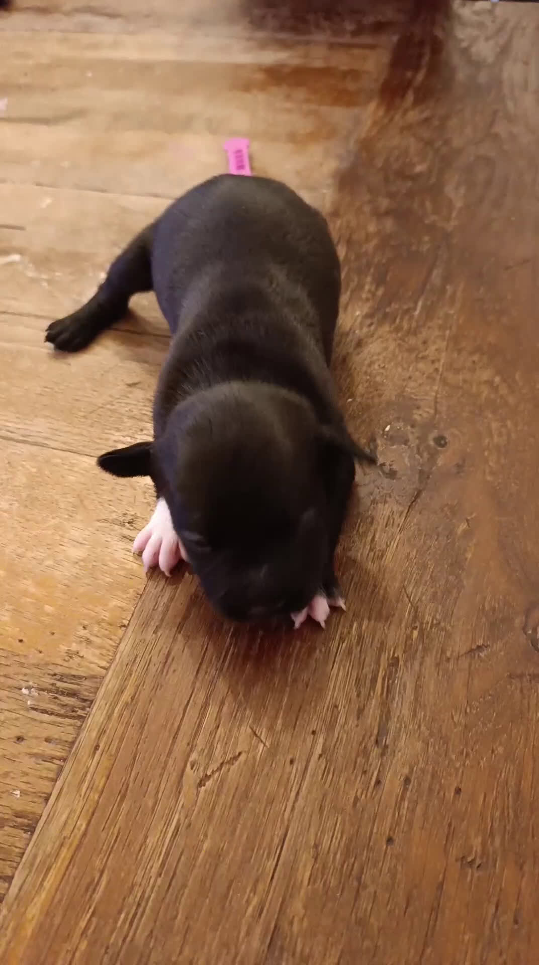 American Staffordshire cani in vendita: Amstaff  - Video 1