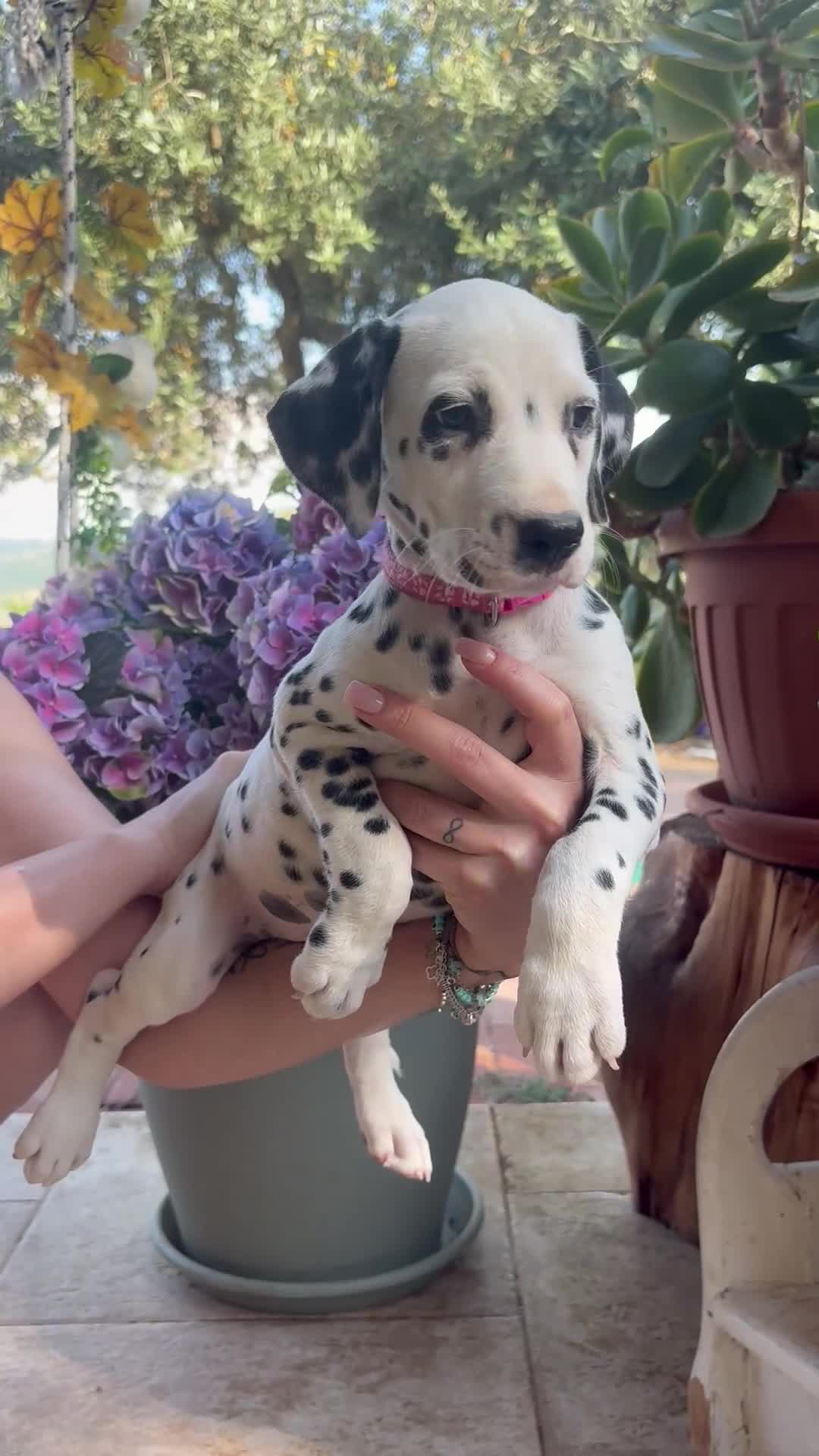 Dalmata cani in vendita: Cucciola di Dalmata con Pedegree ENCI - Video 1