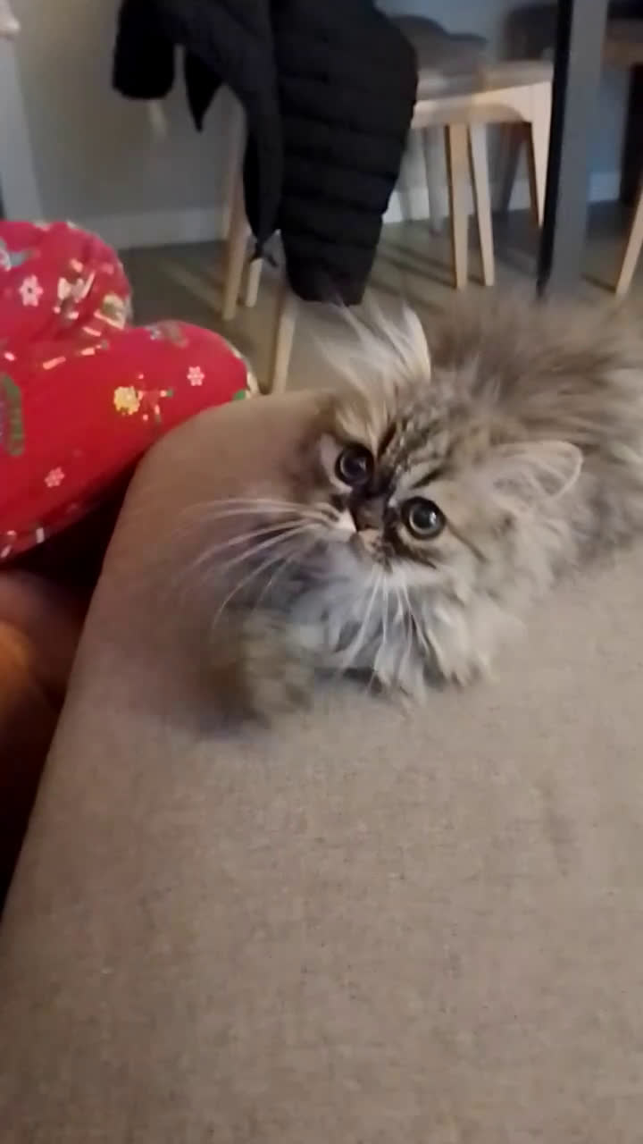 Persiano gatti in vendita: Splendida cucciola  - Video 1