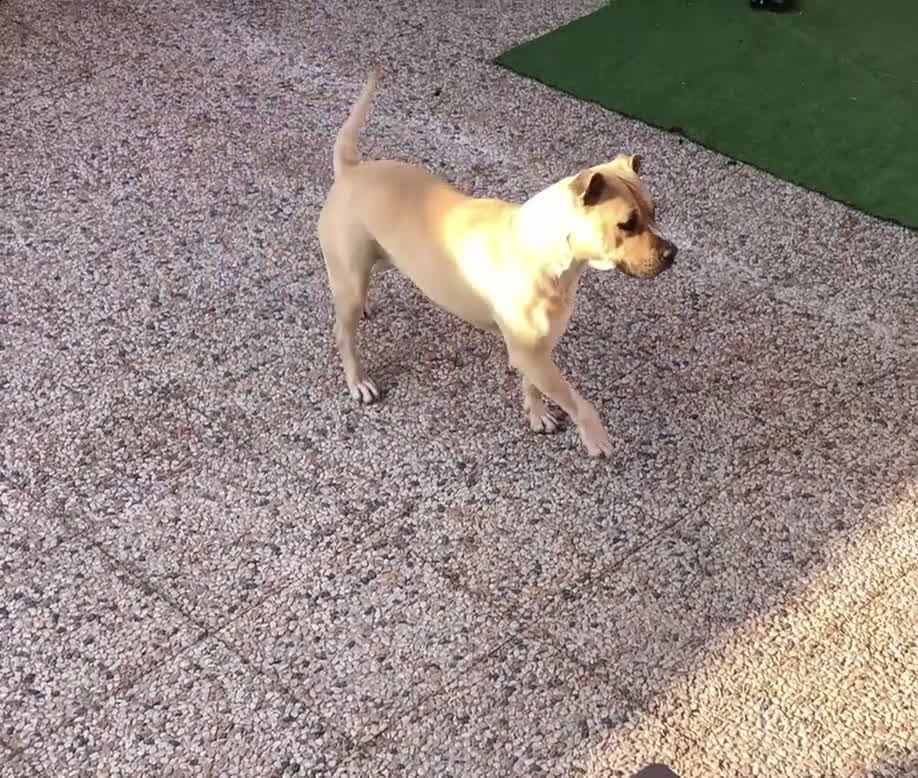 American Staffordshire cani in regalo: Amstaff femmina sterilizzata - Video 1