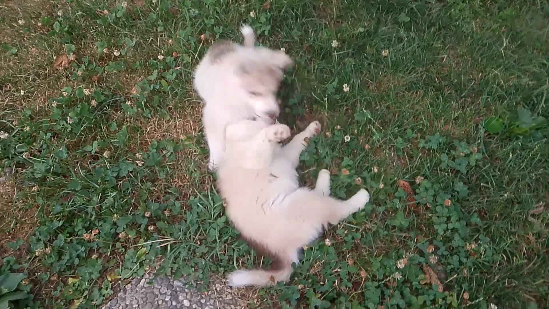 Husky cani in vendita: Siberian husky  - Video 1