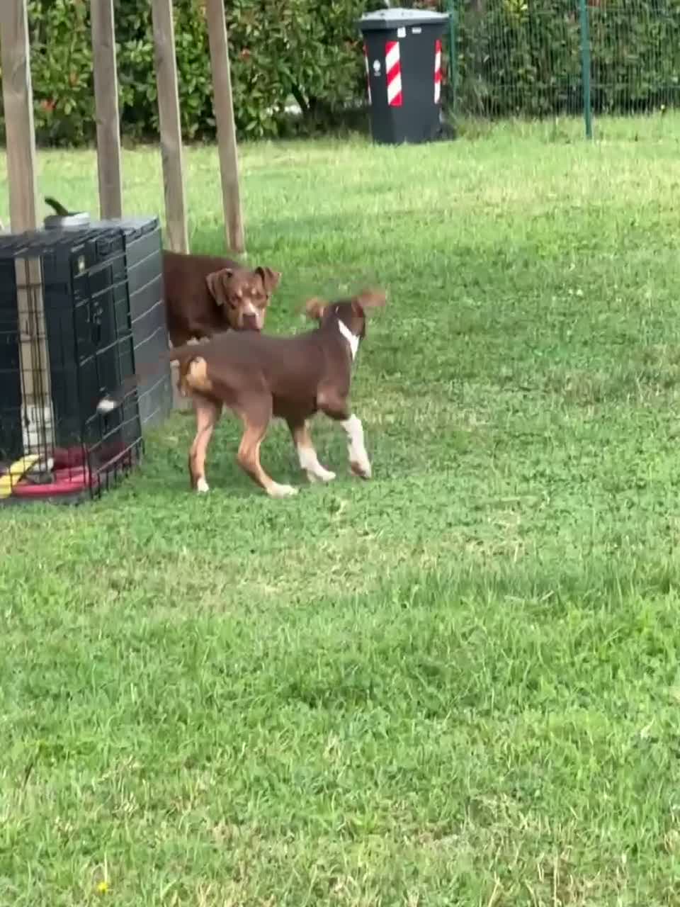 Pitbull cani in vendita: Cucciolo Red Tricolor con pedigree anche a rate - Video 1
