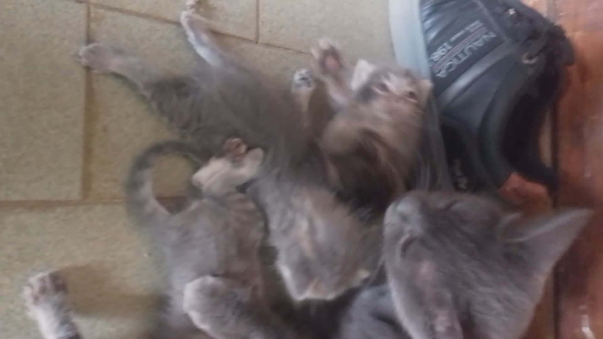 Meticcio gatti in regalo: Regalo gattini  a Provincia di Latina - Video 3