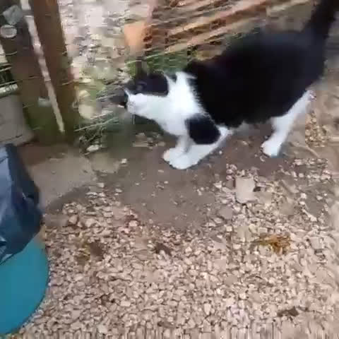 Meticcio gatti in regalo: LA DOLCE PRUGNA - Video 1