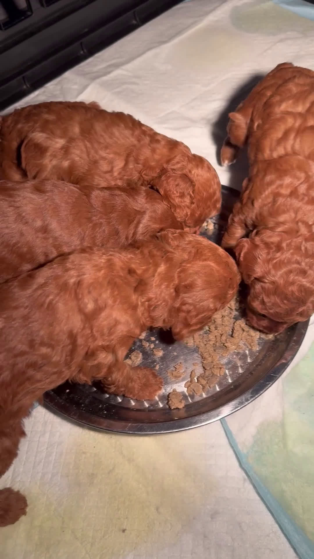Barboncino cani in vendita: Barboncino  - Video 1