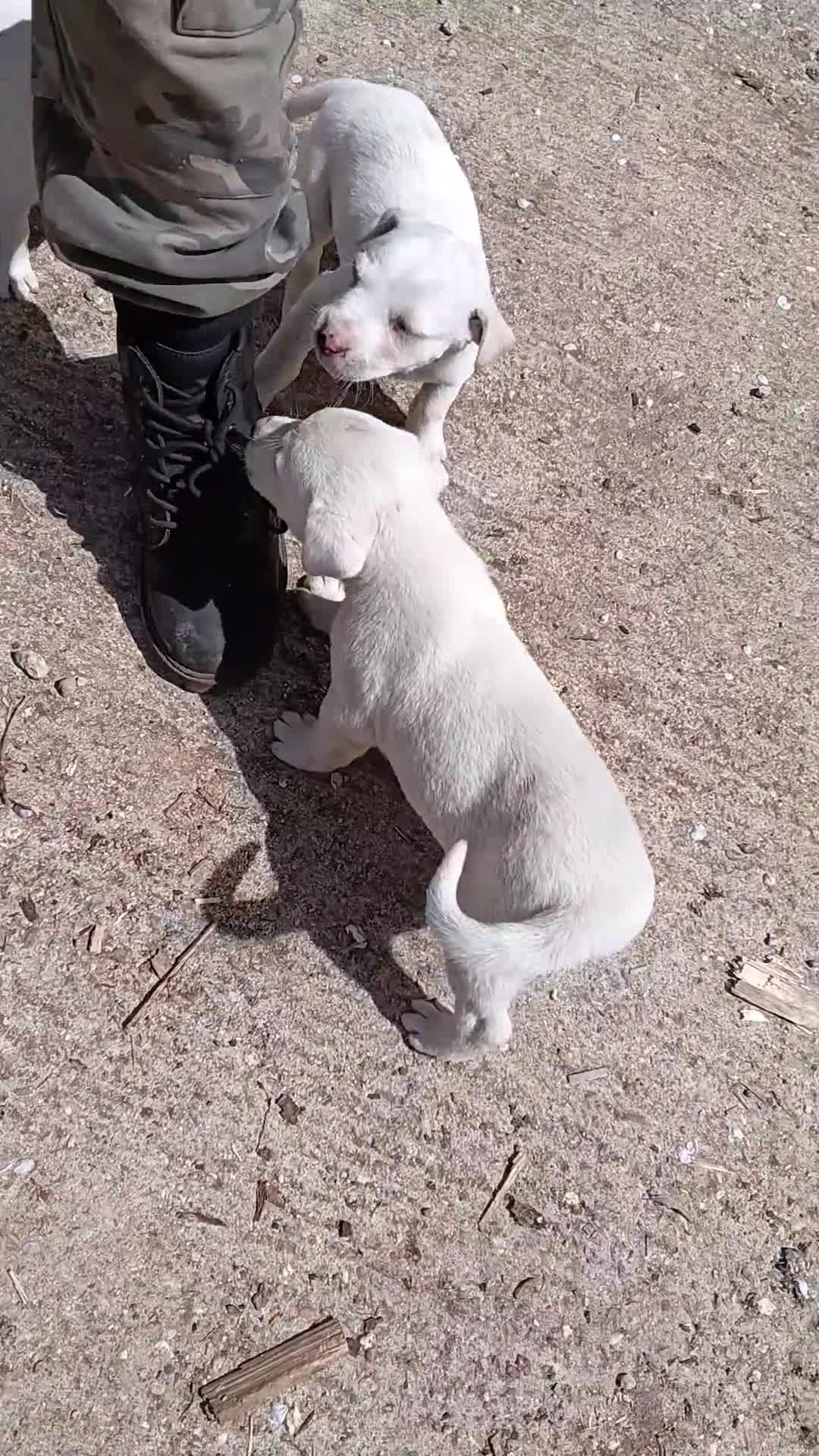 Dogo Argentino cani in vendita: Cuccioli di Dogo Argentino  - Video 1
