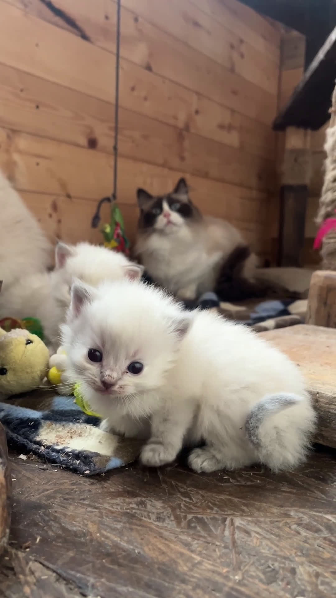 Ragdoll gatti in vendita: Ragdoll cucciolini - Video 3