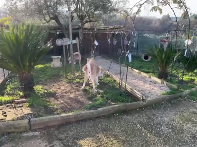 Akita Inu cani in vendita: Ultima Cucciola Femmina disponibile  - Video 1