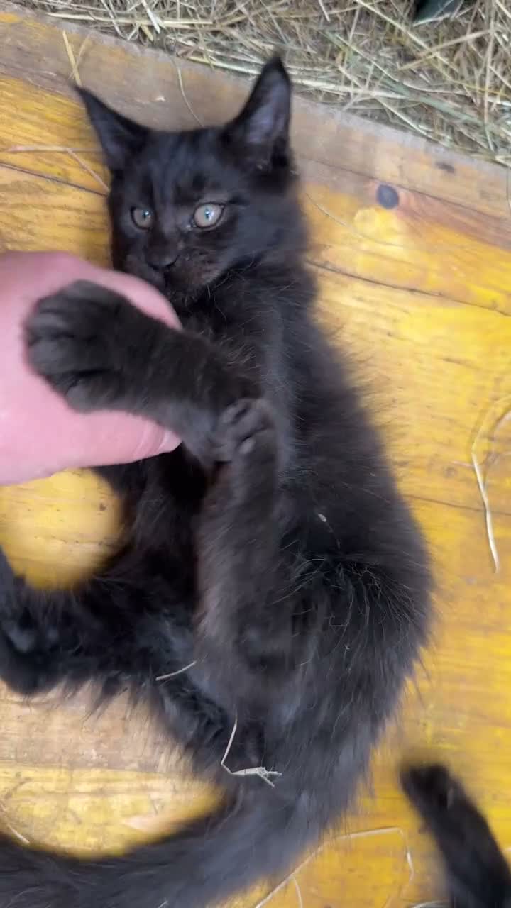 Maine Coon gatti in vendita: Cucciolo black smoke di maine coon (Tequila) - Video 1