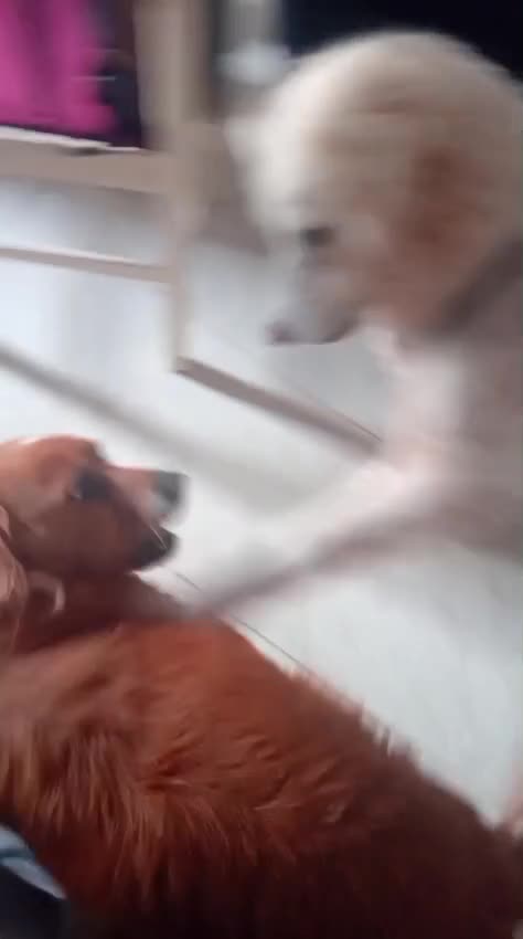 Meticcio cani in regalo: Fatima cagnolona tutta pregi....perfetta a Città metropolitana di Milano - Video 2