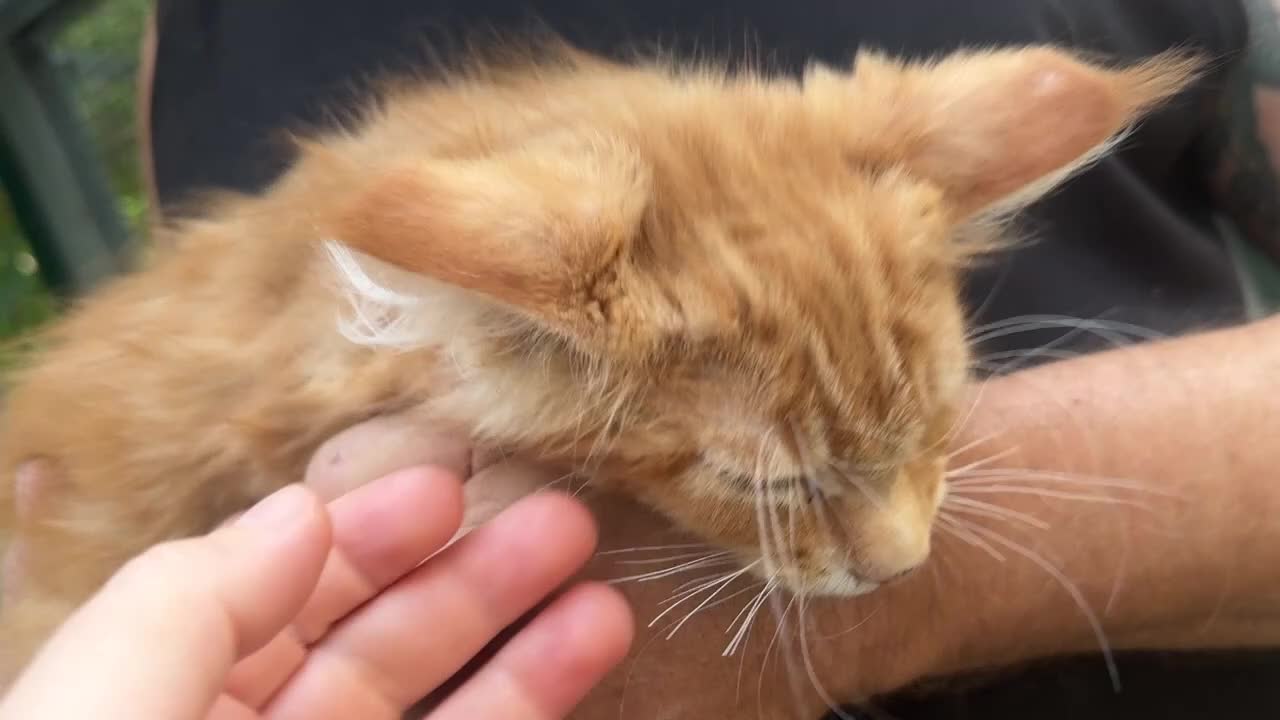 Maine Coon gatti in vendita: Maine coon maschio manto rosso - Video 1