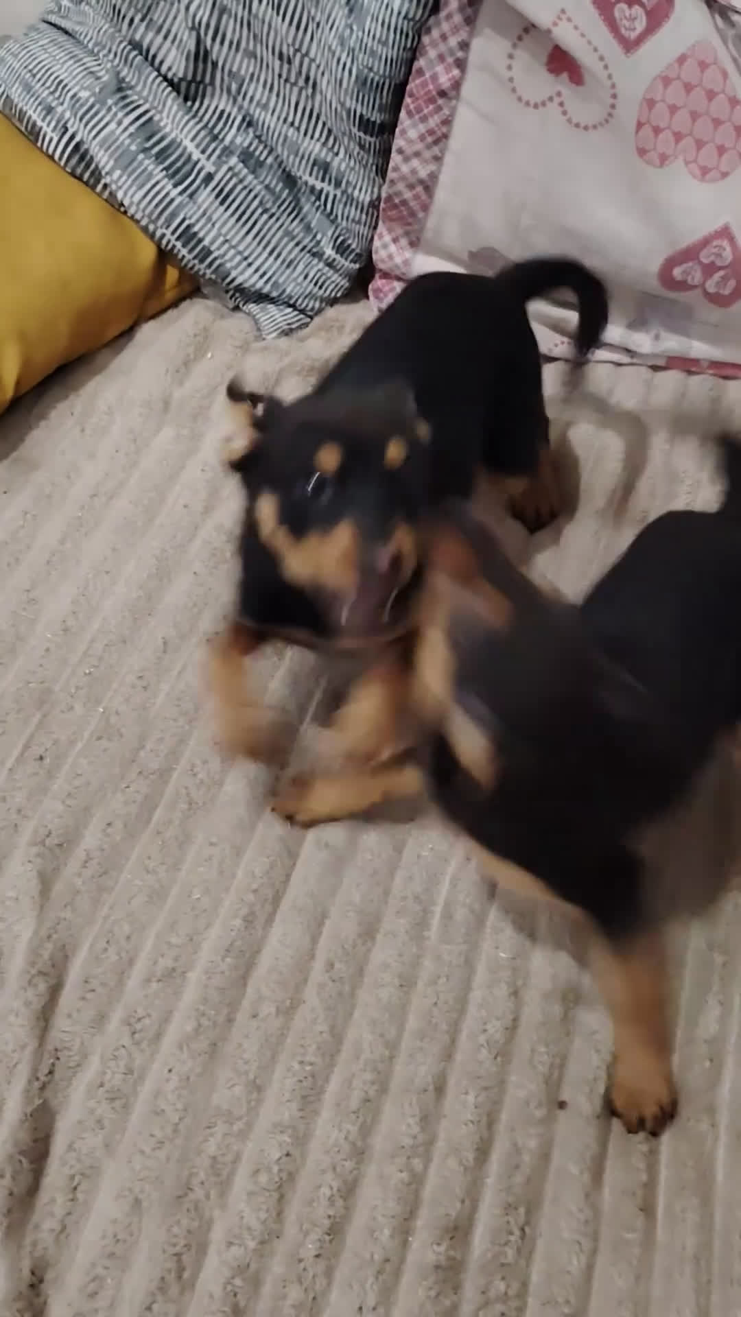 Meticcio cani in regalo: Cuccioli in adozione - Video 1