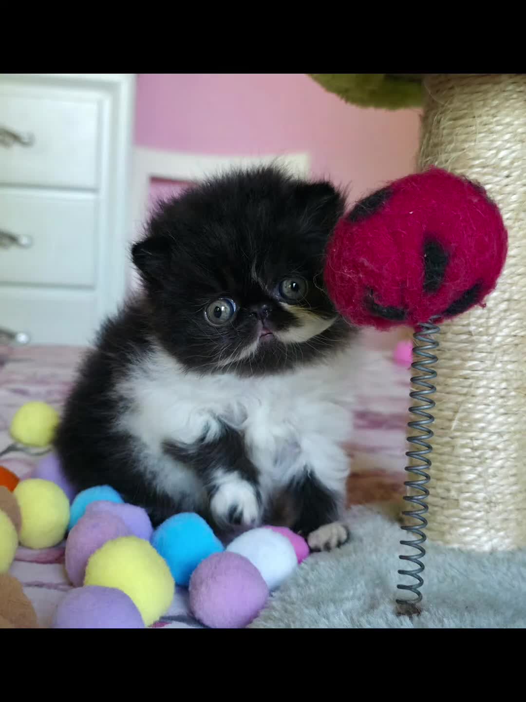 Persiano gatti in vendita: Cuccioli persiani  - Video 1