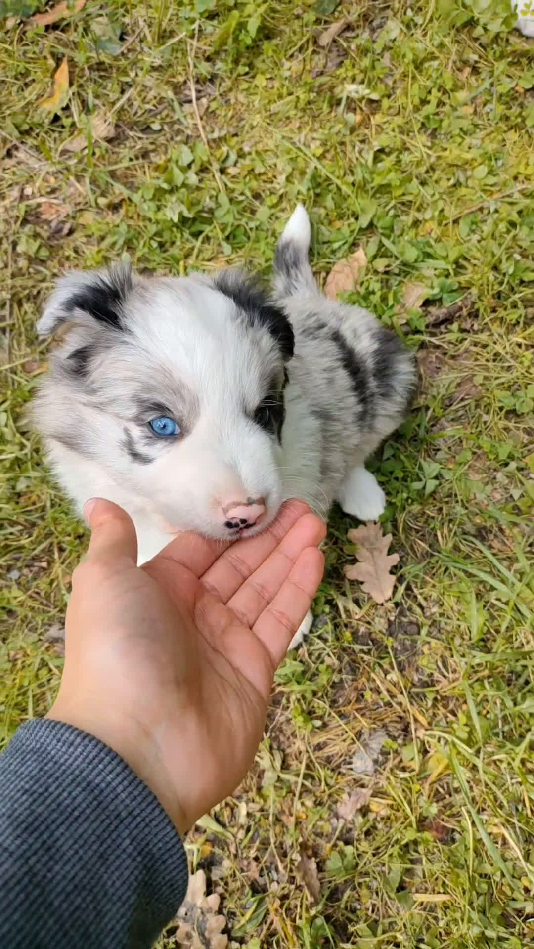 Border Collie cani in vendita: Cuccioli di Border Collie  - Video 4