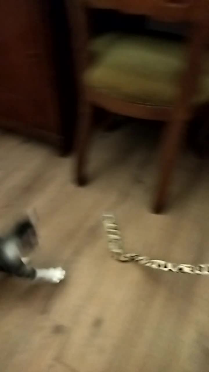 Europeo gatti in regalo: GATTINO VIVACE E SIMPATICO - Video 1