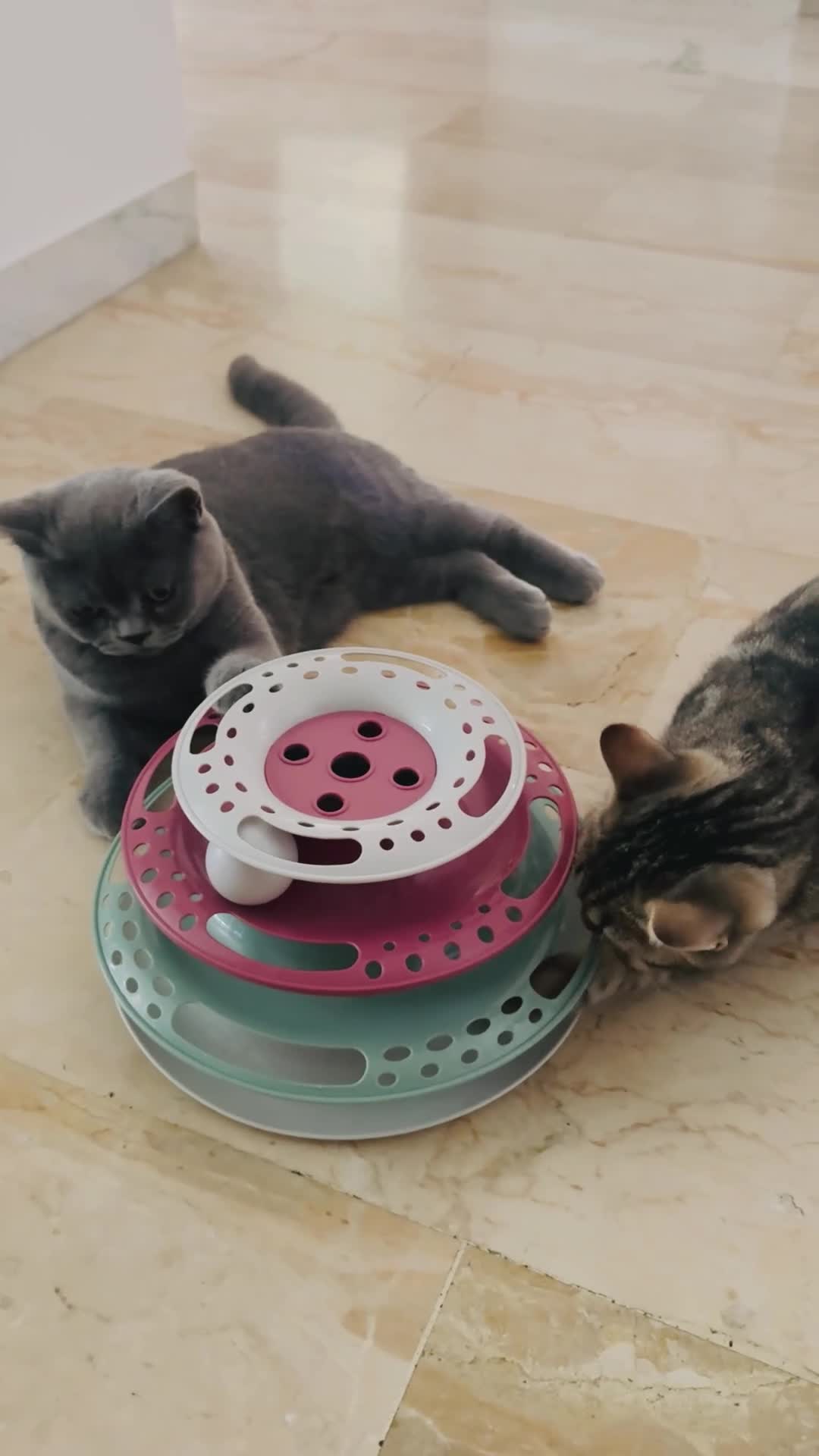 British gatti in vendita: Cuccioli British Shorthair – maschio e femmina - Video 1