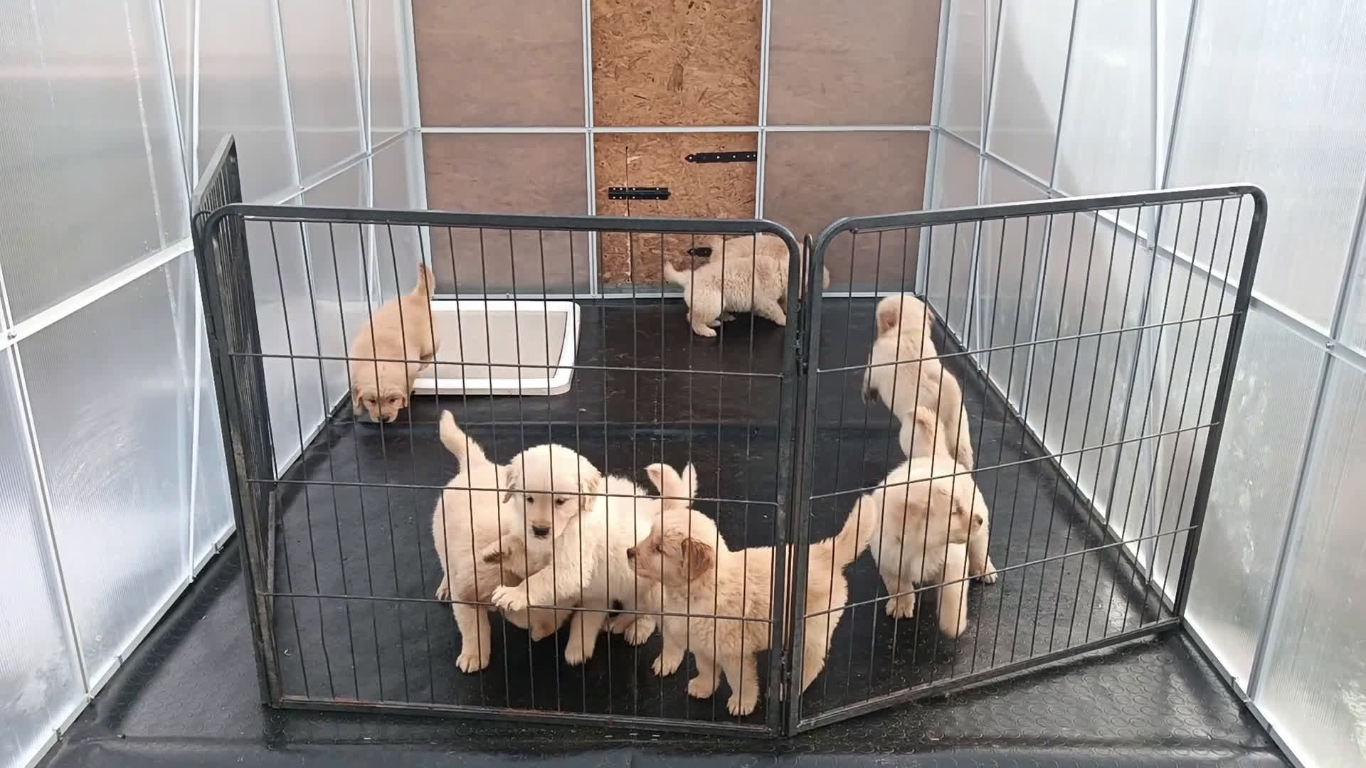 Golden Retriever cani in vendita: Cuccioli Golden Retriever Linea Americana  - Video 1