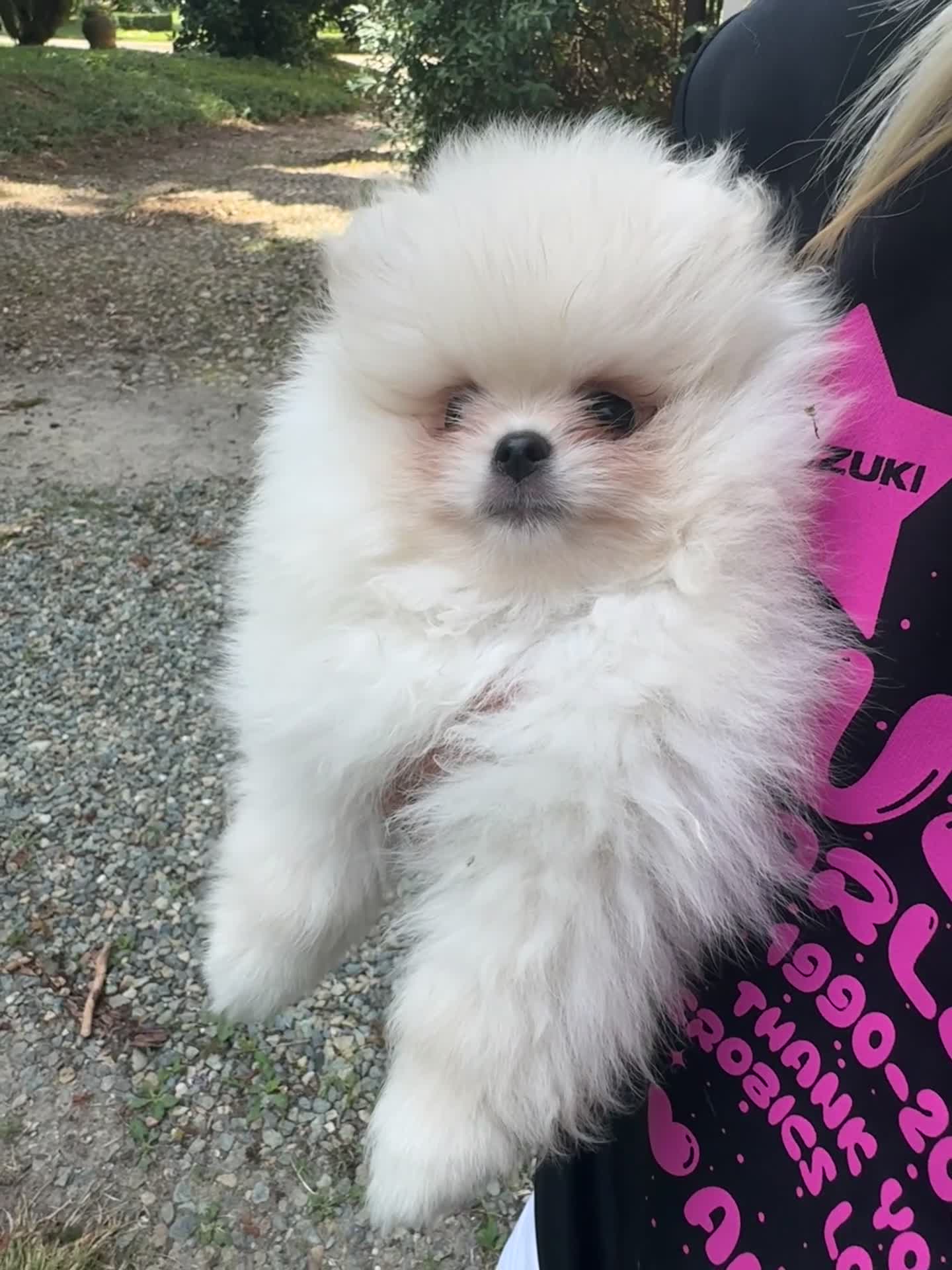 Volpino Pomerania cani in vendita: Volpino di Pomerania  - Video 3