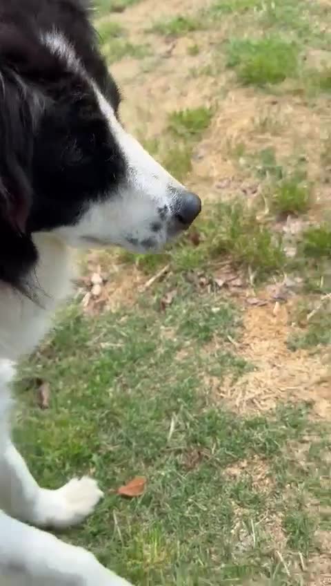 Meticcio cani in regalo: PETRUX giocherellone tg mediogrande - Video 1