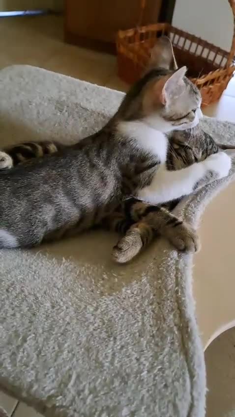 Europeo gatti in regalo: Tigratino bicolore  - Video 1