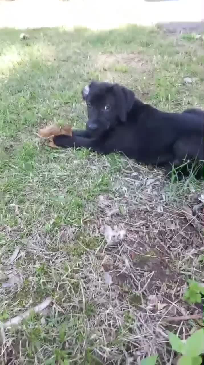 Labrador cani in vendita: I cuccioli di Camille e Ethan  a Provincia di Rimini - Video 1