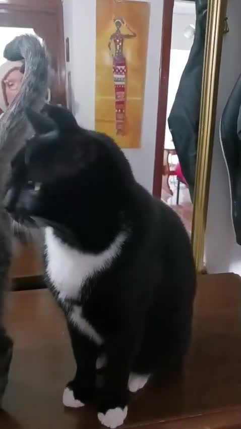 Europeo gatti in regalo: TIGROTTO E ROGER SONO RIMASTI SOLO AL MONDO - Video 1