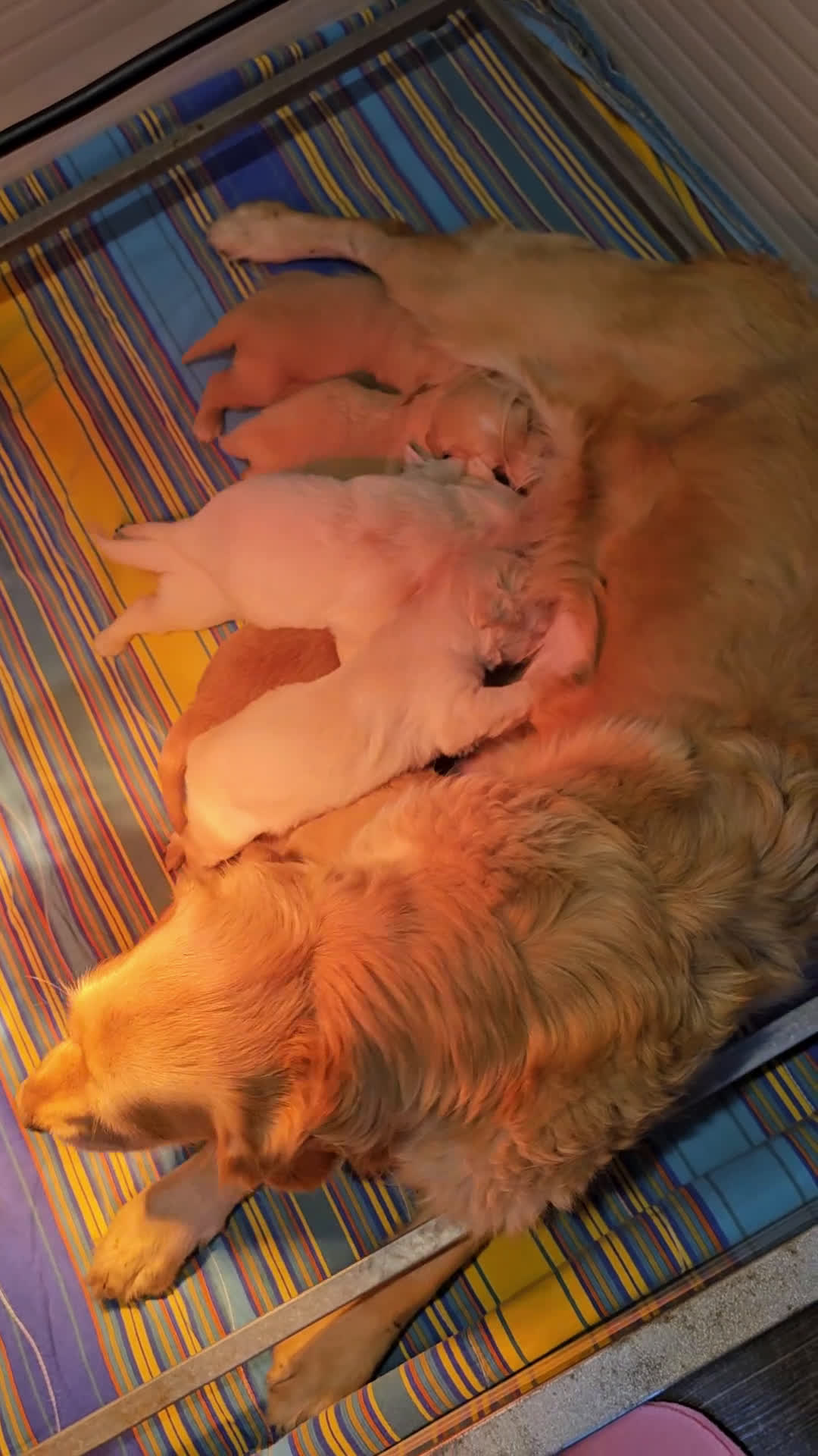 Golden Retriever cani in vendita: CUCCIOLI GOLDEN RETRIEVER  - Video 2