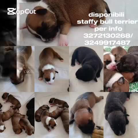 Staffordshire cani in vendita: Cuccioli di Staffordshire Bull Terrier disponibili a Libero consorzio comunale di Agrigento - Video 1