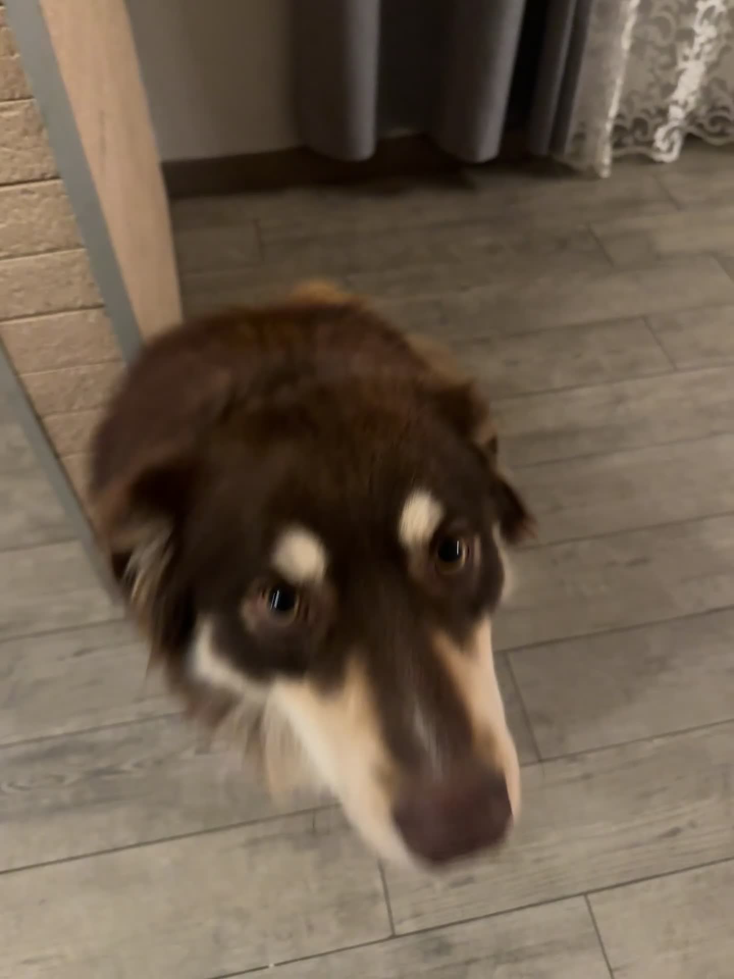 Australian Shepherd cani in vendita: pastore australiano X border collie - Video 1