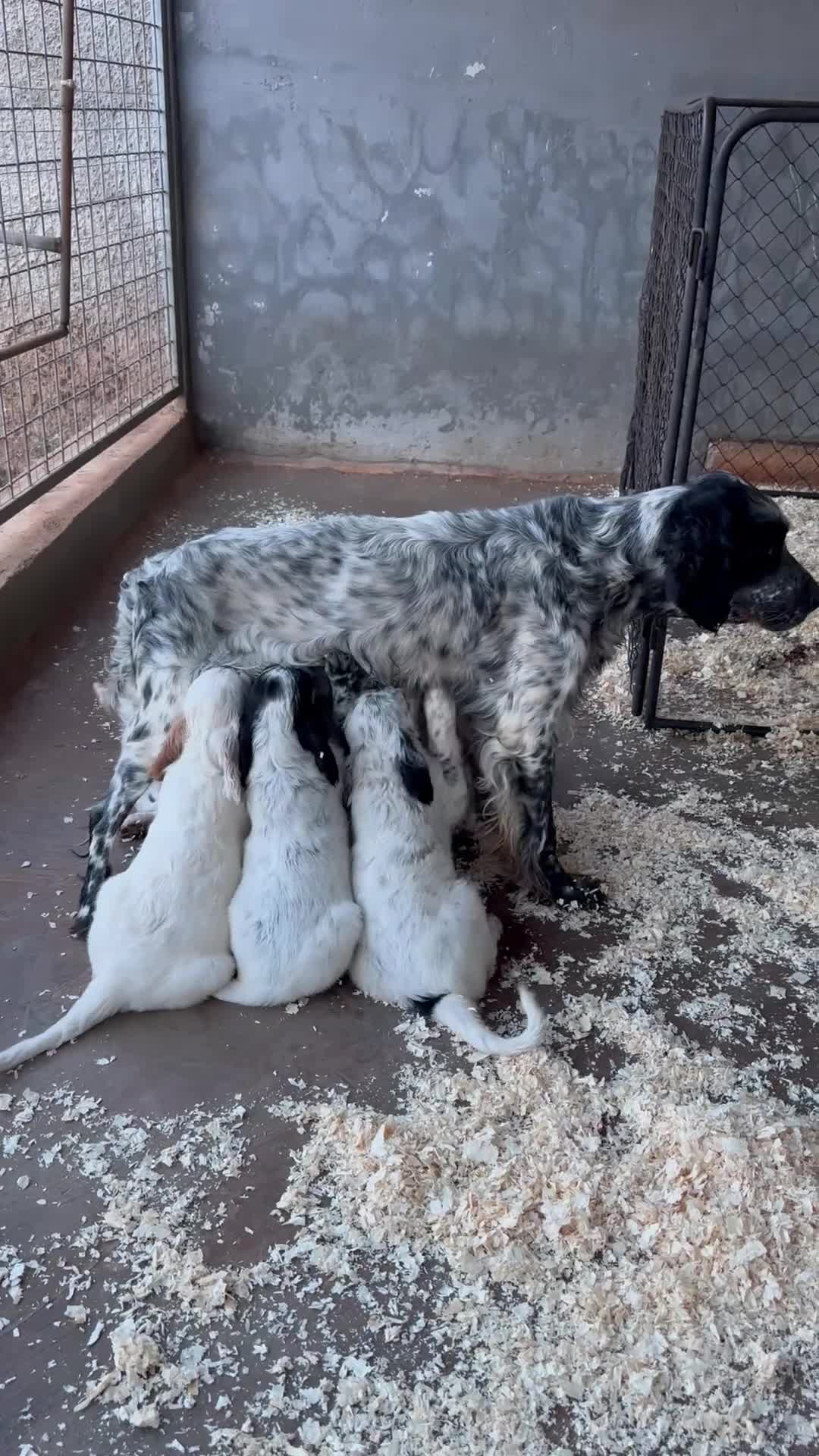 Altre razze gatti in vendita: Cuccioli SETTER INGLESE  - Video 1