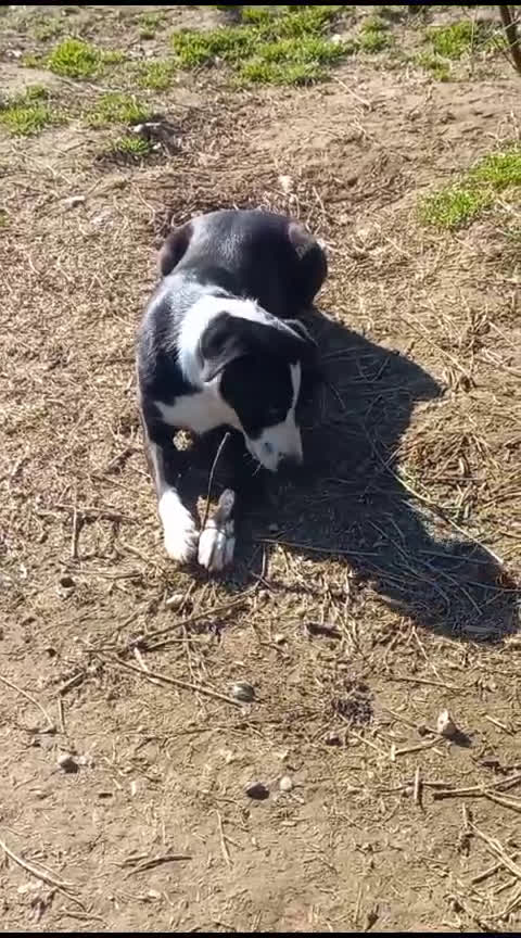 Meticcio cani in regalo: Leo giovane cagnolone in cerca di casa  a Città metropolitana di Milano - Video 2